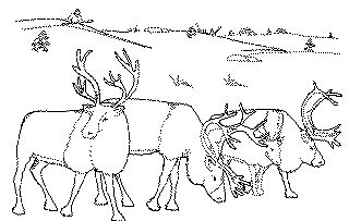 Paleo-Indian People hunting
Caribou