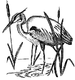 Great Blue Heron