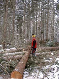 Sustainable Forestry on Cape Breton Island