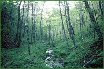 Photo by Bonnie Sutherland