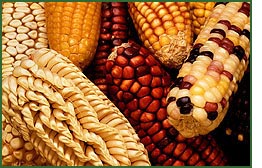 Photo by Keith Weller, courtesy of Agricultural Research Service