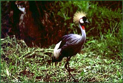 Photo courtesy of Lake Bunyonyi Development Company