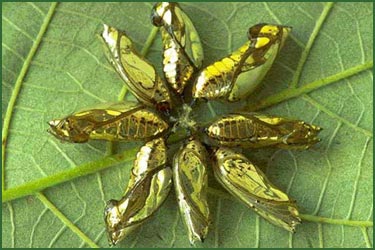 Photos by Wayn Barrett, courtesy of The Butterfly Farm