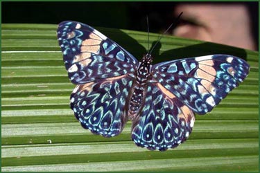 Photos by Wayn Barrett, courtesy of The Butterfly Farm
