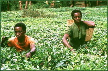 Tanzania photo courtesy of CIDA