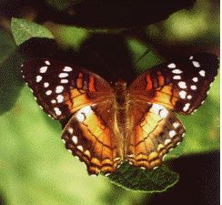 Coolie Butterfly (Anartia amathea)