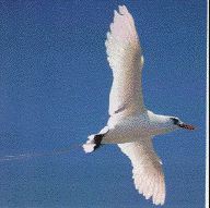 Red-tailed
Tropicbird