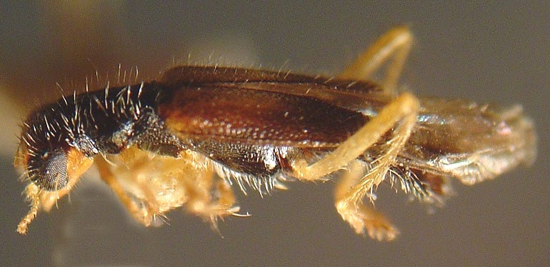 Isohydnocera curtipennis