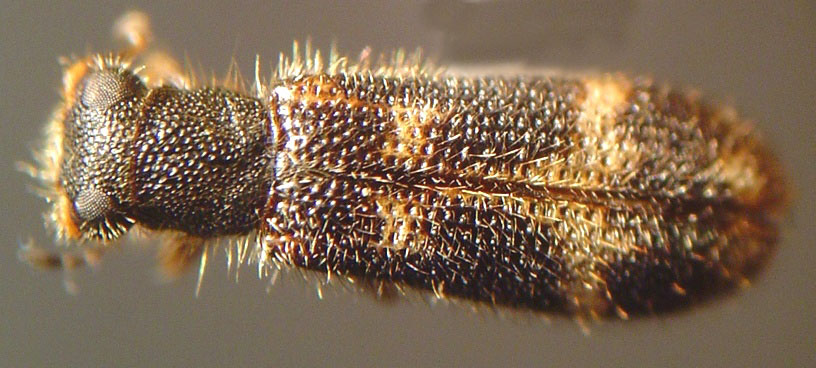 Madoniella dislocatus