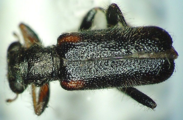 Phyllobaenus humeralis