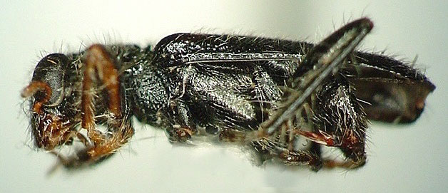 Phyllobaenus humeralis