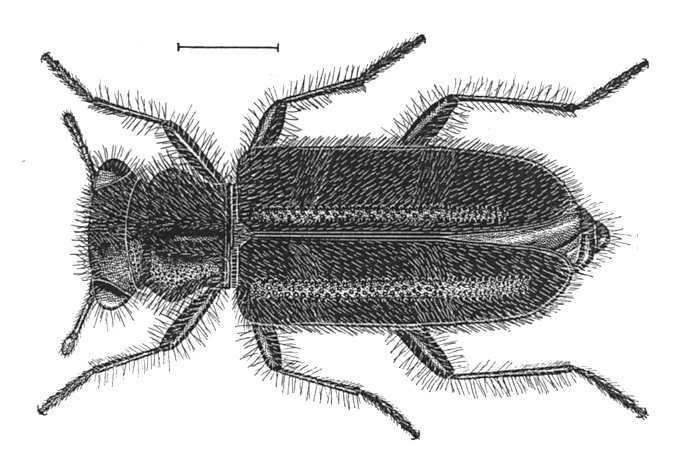 Phyllobaenus lecontei