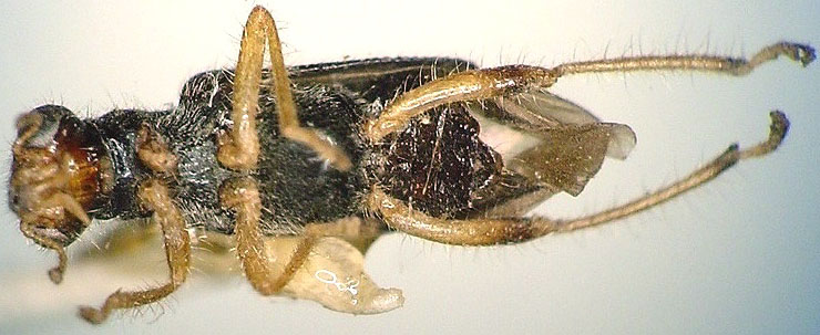 Phyllobaenus verticalis