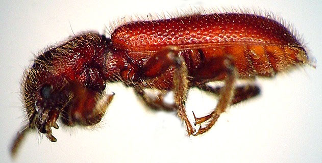 Zenodosus sanguineus