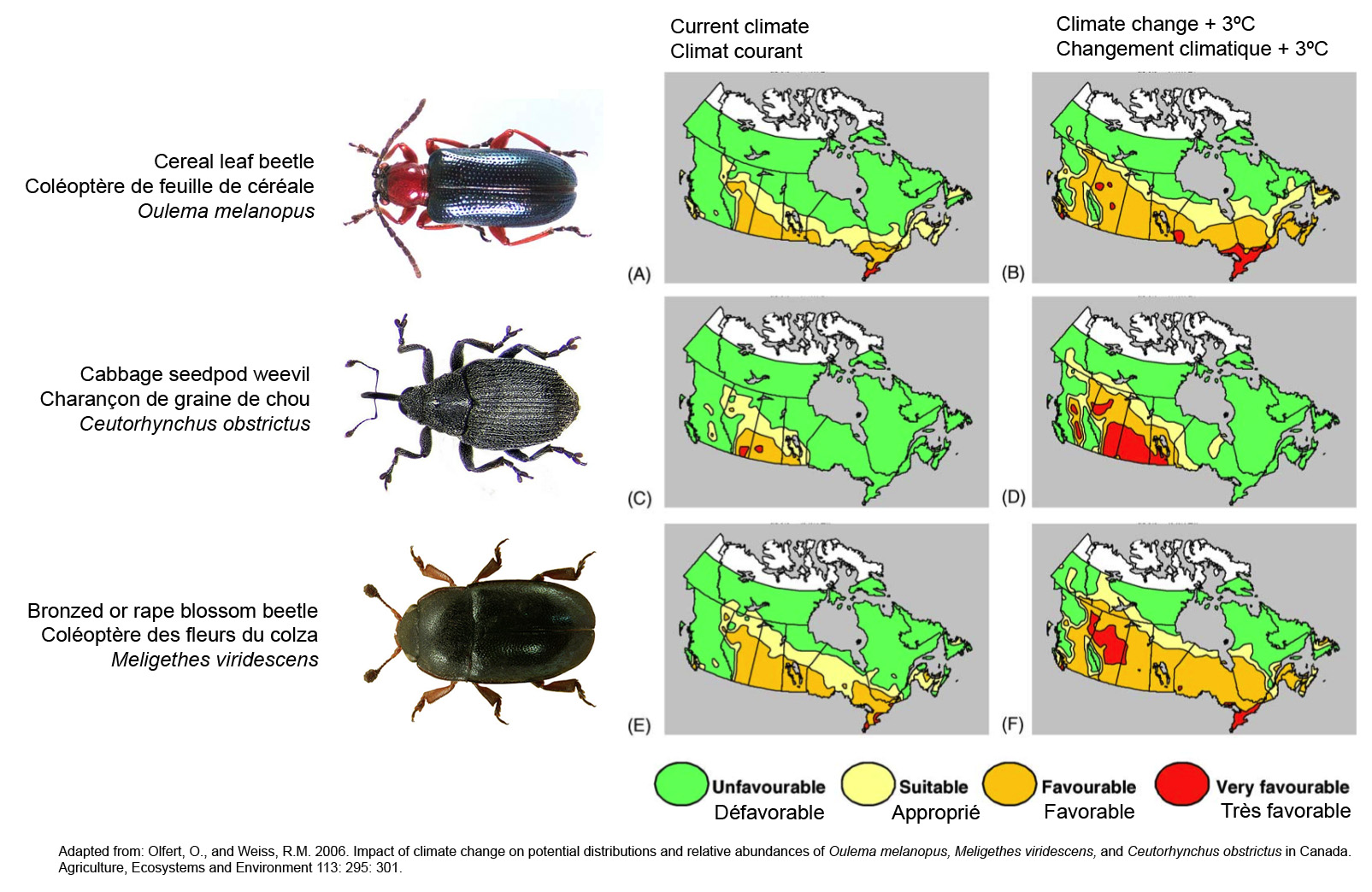 Three Invasive Beetles