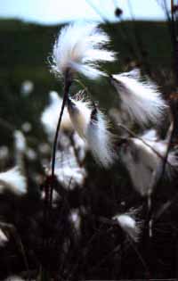 pictures Cotton Grass