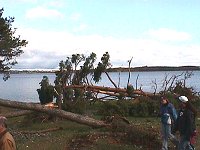 Photo: Tree damage