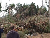 Photo: Flattened trees