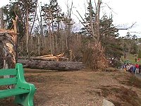Photo: Tree damage