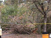 Photo: Flattened trees