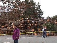 Photo: More tree trunks
