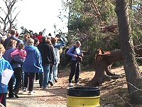 Photo: Tree damage