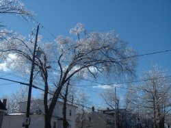 Photo: Ice on trees, wires 