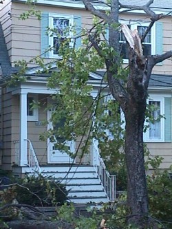 [Photo: Broken tree and downed power lines a common sight.]  