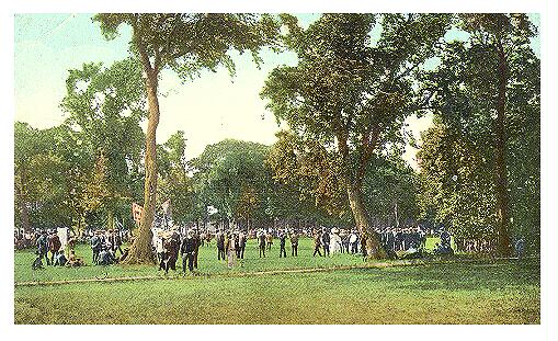 (Image: Elm Park Grounds showing Numerous Elm Trees)