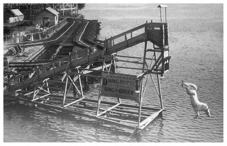 (Image: A White Horse is about to Enter the
 Water after Diving from a Wooden Ramp)