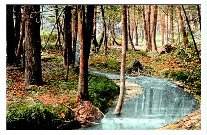 (Image: A Stream in a Wooded Area)
