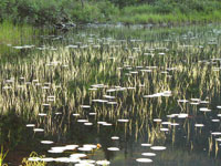 Shallow pond