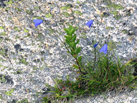 harebells and lichens