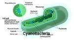 Cyanobacteria page
