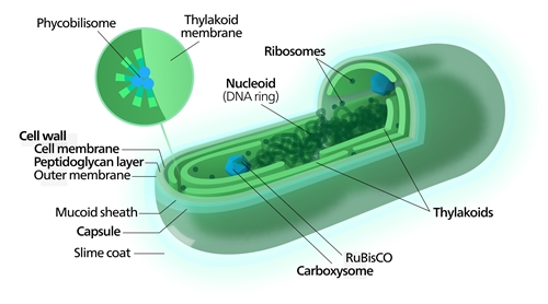 Diagram of a typical cyanobacterial cell
