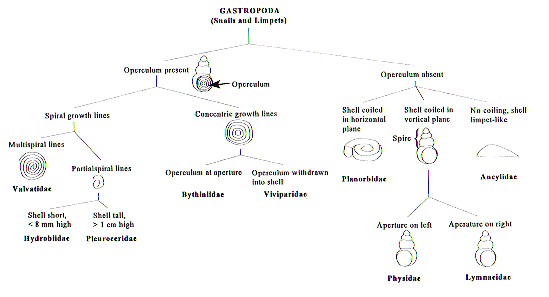 [Img-gastropoda_id1.jpg]