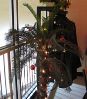 (Image: A palm tree Christams tree.)