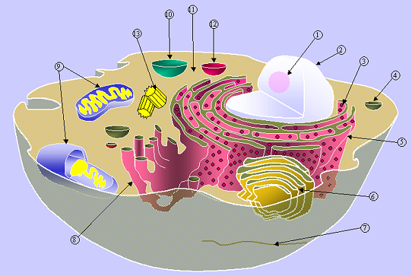 organelles in animal cell. Diagram of a typical animal