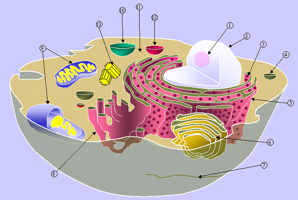 animal cell worksheet. Diagram of a typical animal