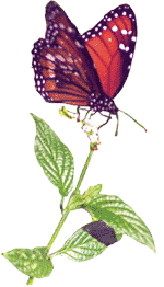 [animated butterfly]