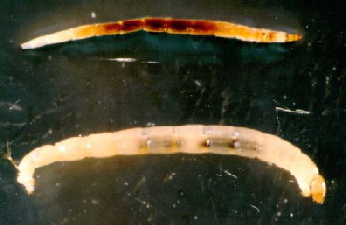 ceratopogonidae