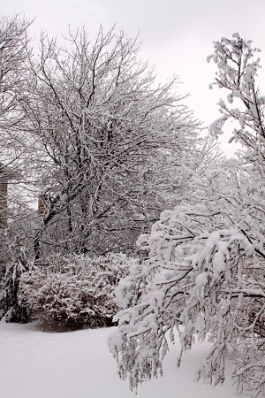 Snow in the back yard