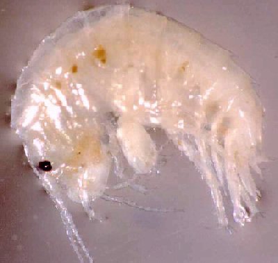 [amphipod.jpg]