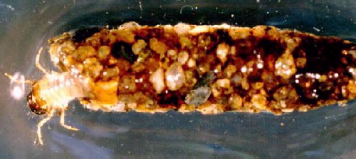 caddisfly emerging from house