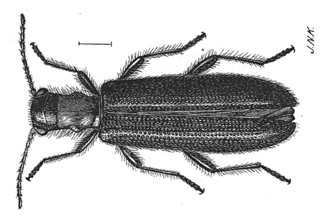 Cymatodera bicolor