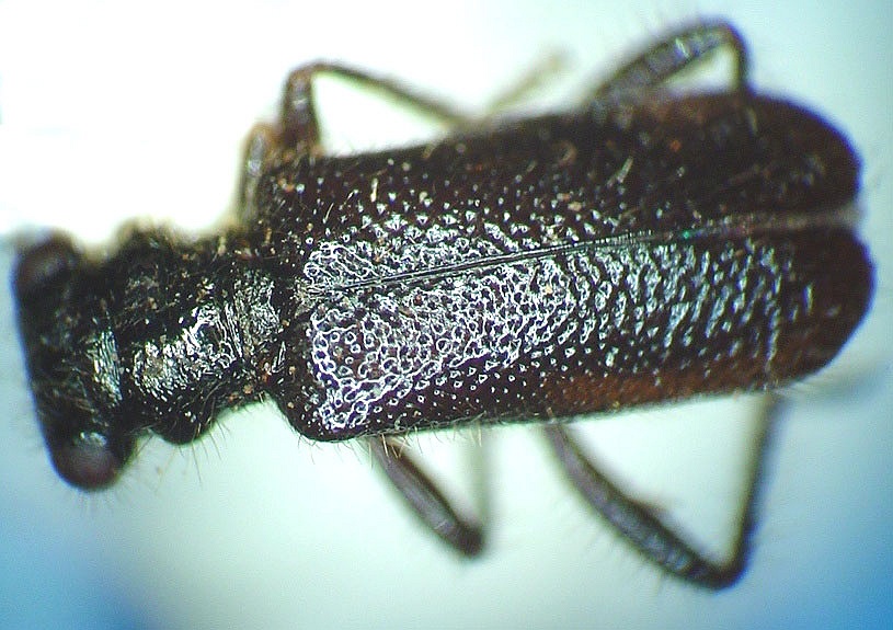 Phyllobaenus humeralis difficilis