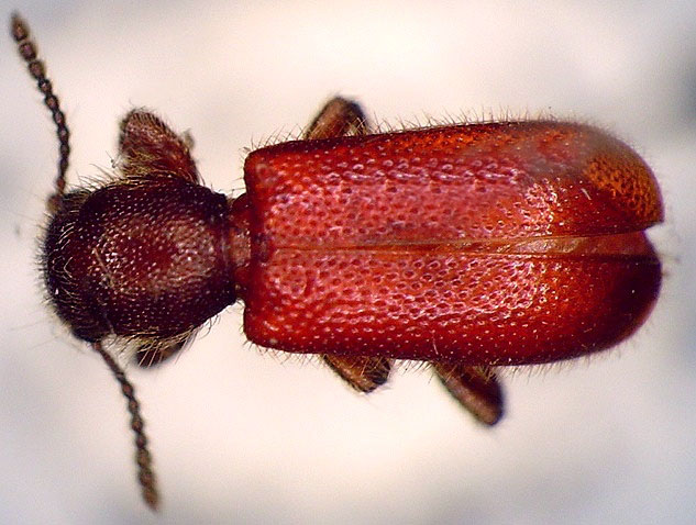 Zenodosus sanguineus