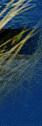 Side_Banner.GIF (5214 bytes)