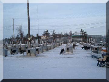 Many dogs and their numbered kennels