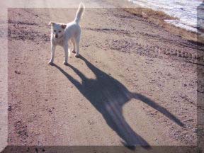 Cool picture of dog and shadow